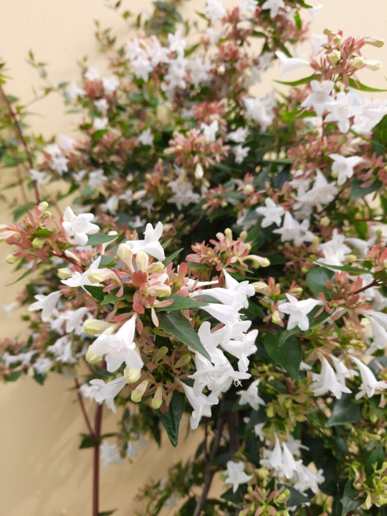 Abelia grandiflora Abelie Pflanzenhof Toskanapark
