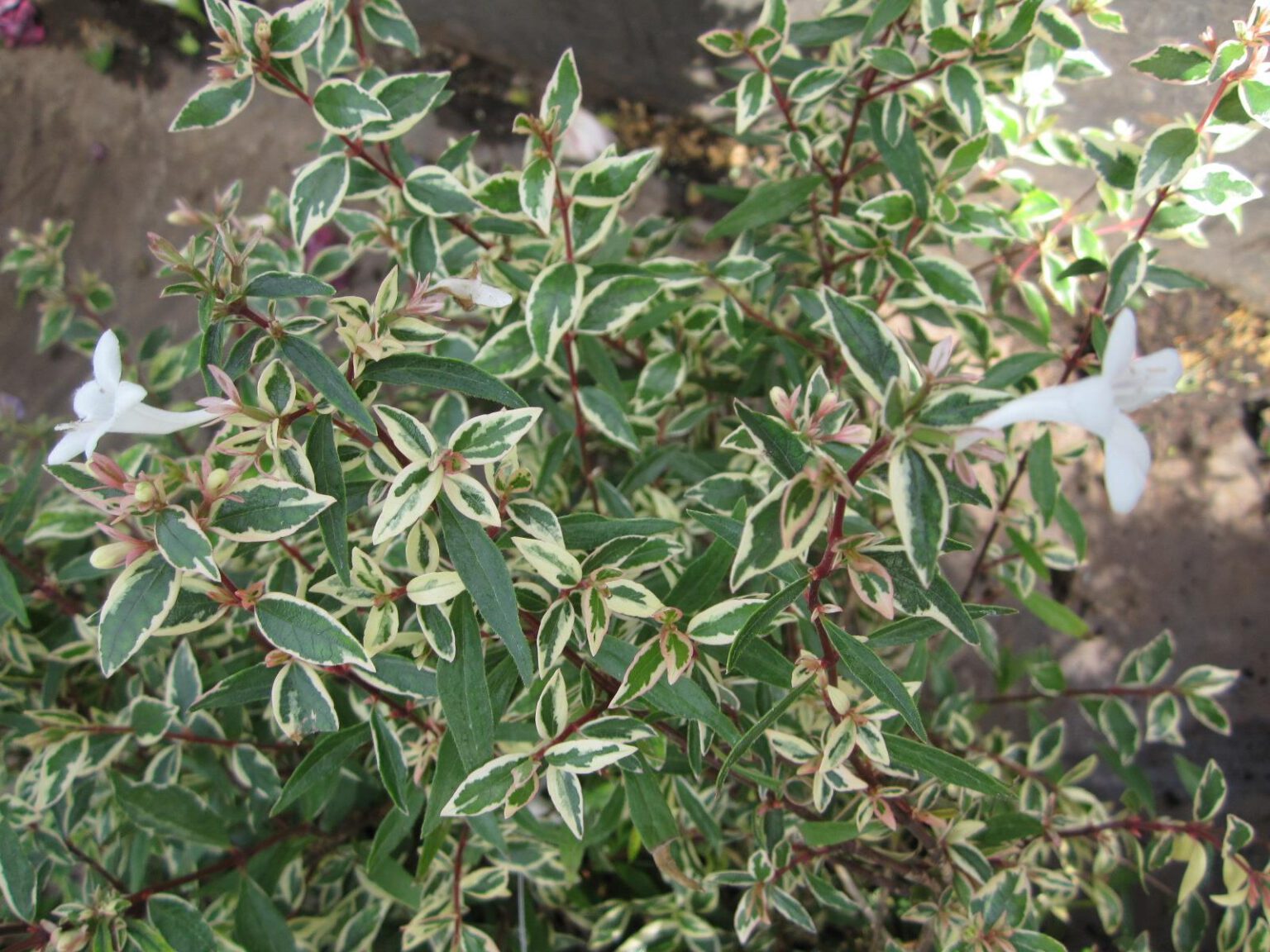 Abelia grandiflora ‚Confetti‘ Abelie Pflanzenhof Toskanapark