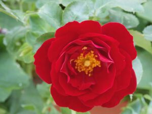 Camellia japonica Black Lace'  Kamelie - Pflanzenhof Toskanapark