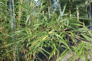 pflege kentiapalme XXL Kentia Palme liefern lassen  Green Me Up