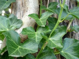 Hedera helix Plattensee'  Efeu - Pflanzenhof Toskanapark