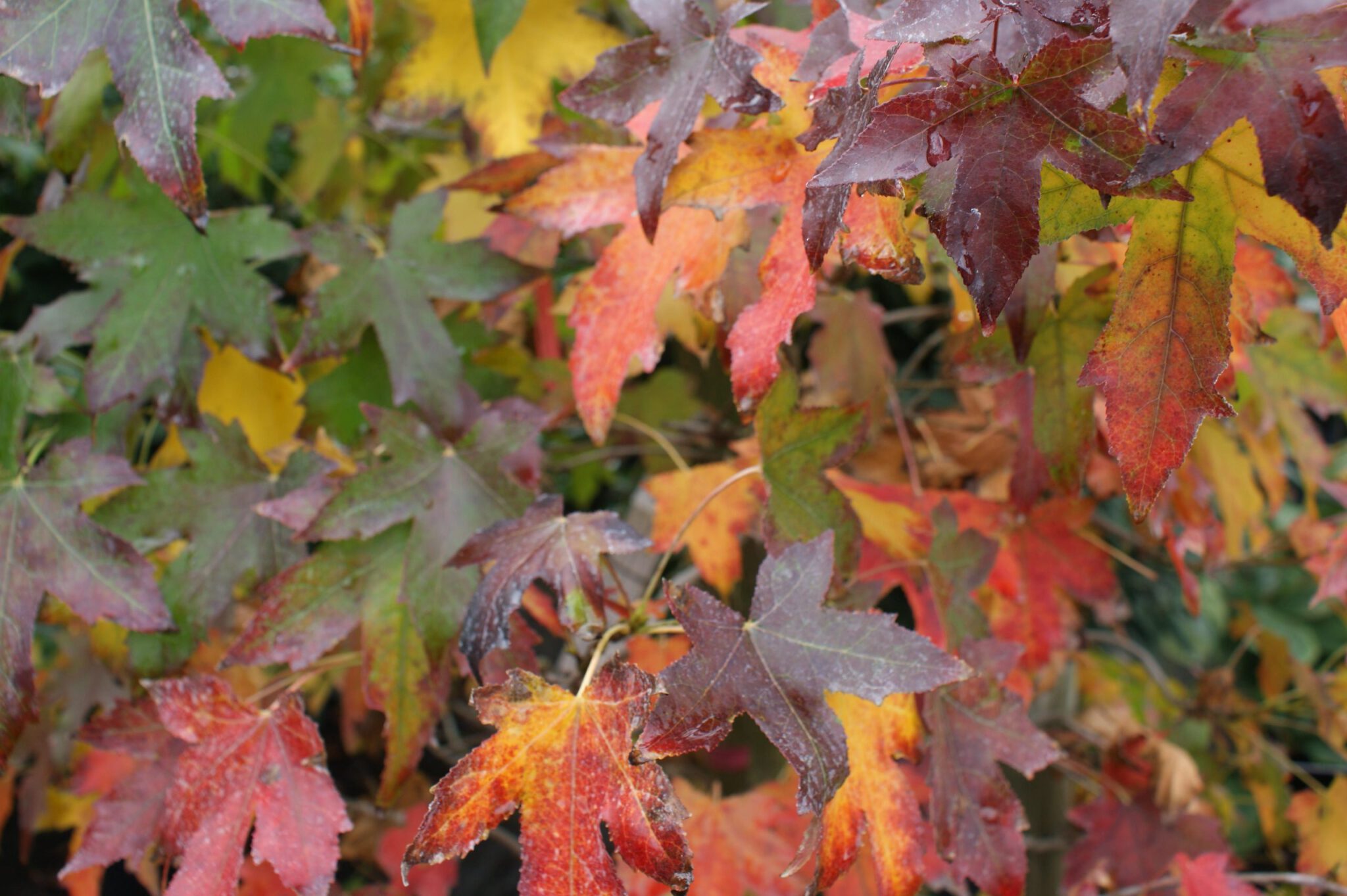 Liquidambar styraciflua ‚Gumball‘ KugelAmberbaum Pflanzenhof