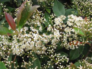 Photinia fraseri Red Robin'  Glanzmispel - Pflanzenhof Toskanapark