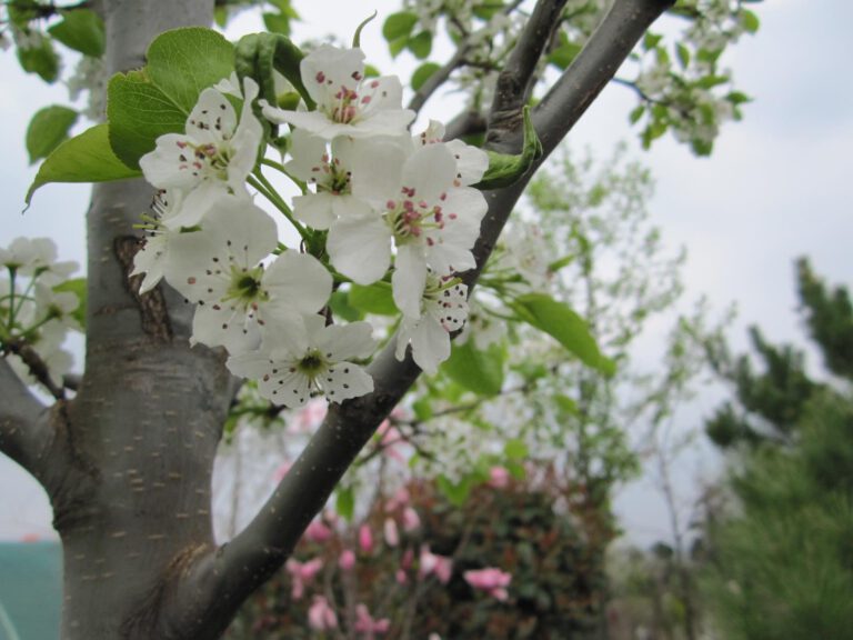 Pyrus calleryana ‚Chanticleer‘ Chinesische Wildbirne Pflanzenhof