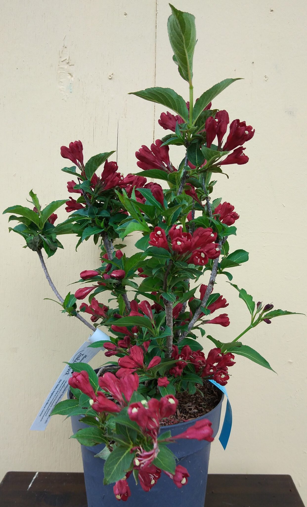 Weigela florida 'Cherry Love' Weigelie 'Cherry Love' Pflanzenhof