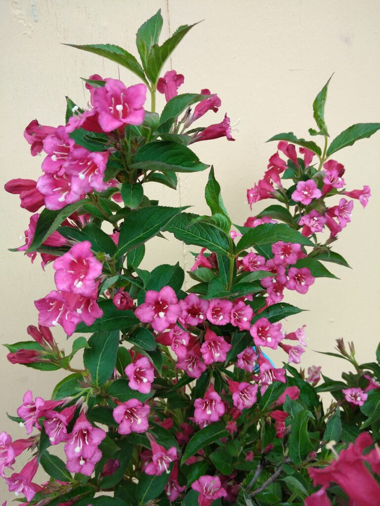 Weigela florida ‚Bristol Ruby‘ Weigelie Pflanzenhof Toskanapark