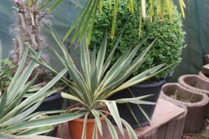 Yucca gloriosa Variegata'  Kerzen-Palmlilie - Pflanzenhof Toskanapark