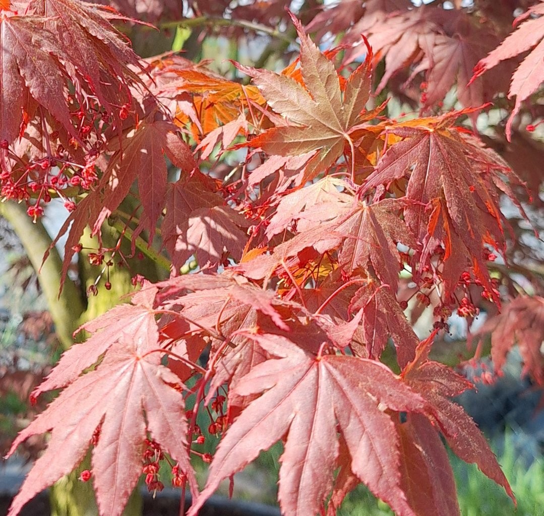 Acer palmatum 'Atropurpureum' -B3-