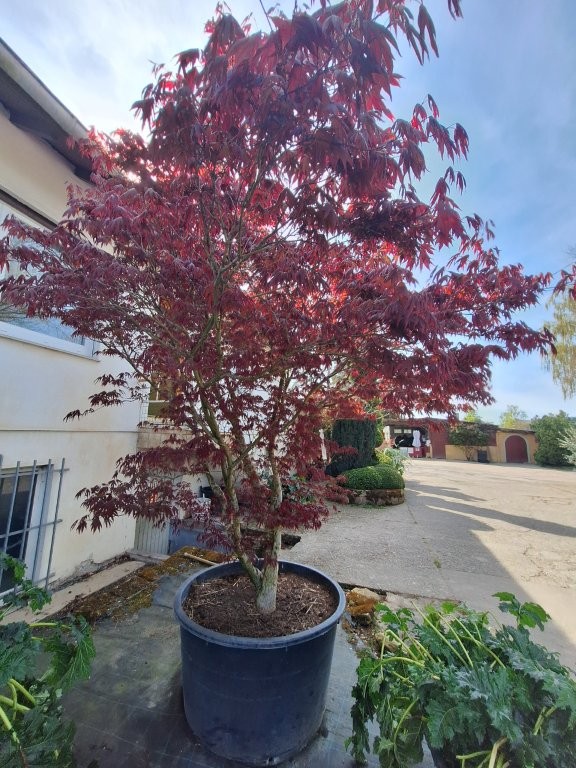 Acer palmatum `Bloodgood` - B1 -