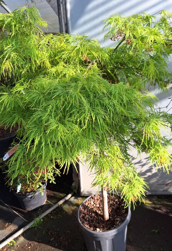 Acer palmatum 'Dissectum Viridis' -B2-