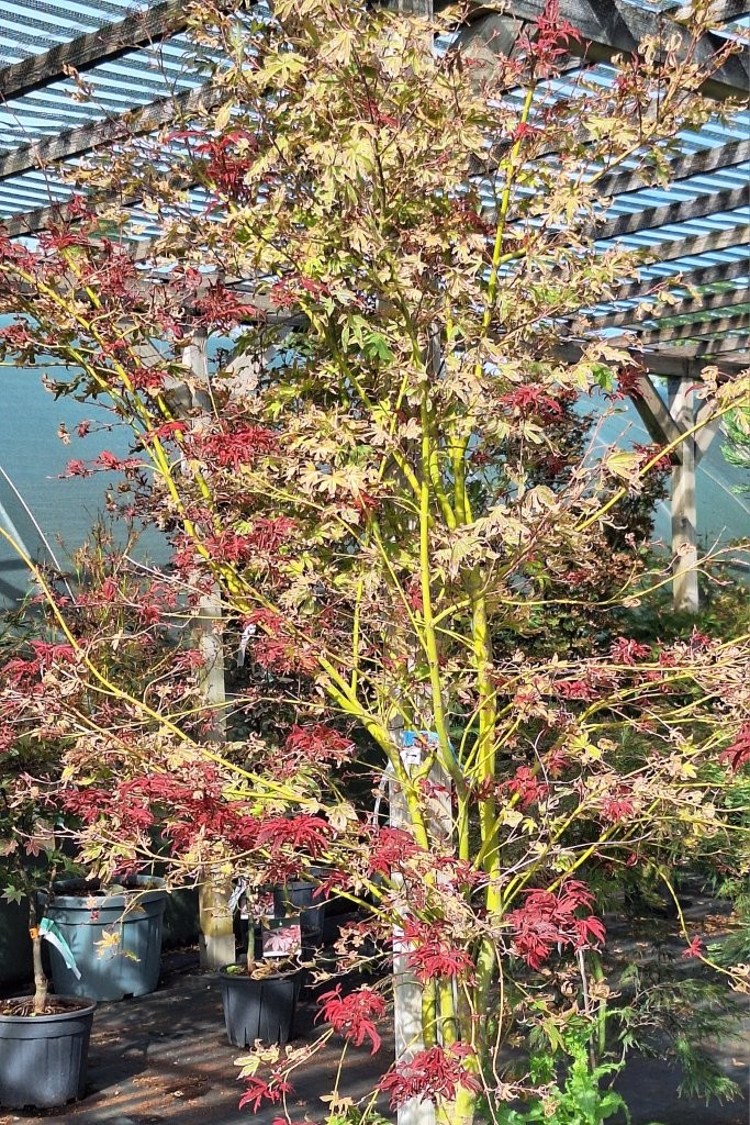 Acer palmatum 'Shirazz' -3-
