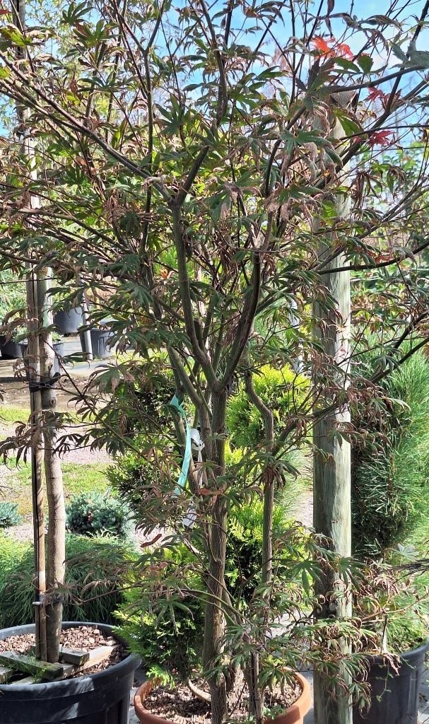 Acer palmatum 'Trompenburg' -4-