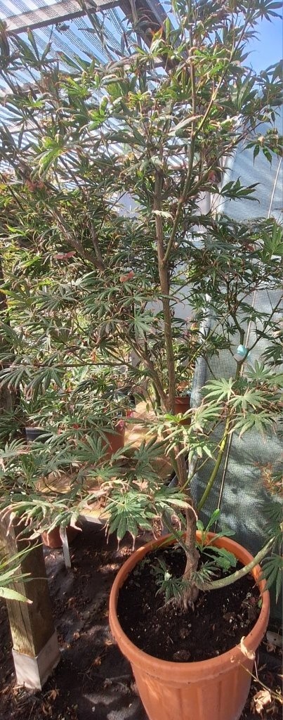 Acer palmatum 'Trompenburg' -B1-