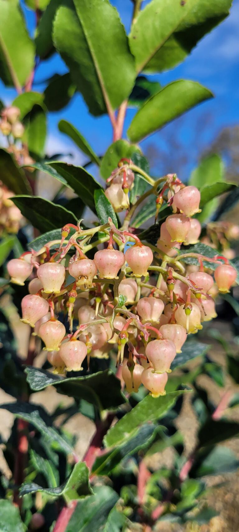 Arbutus unedo – Erdbeerbaum - Pflanzenhof Toskanapark Arbutus unedo – Erdbeerbaum - Pflanzenhof Toskanapark