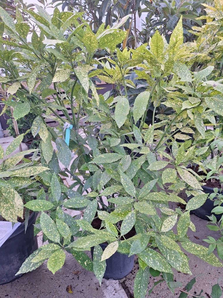 Aucuba japonica 'Golden King' -B1-