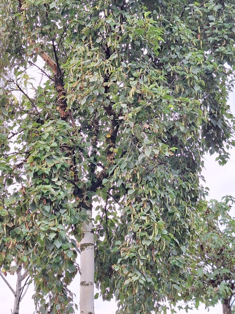Betula pendula 'Magical Globe' -B2-