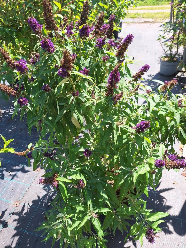 Buddleia davidii Butterfly Candy 'Little Purple' -B3-