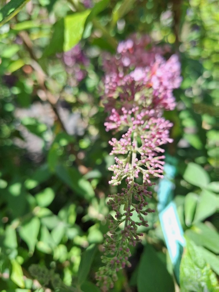 Buddleia davidii 'Pink Panther' -B1-