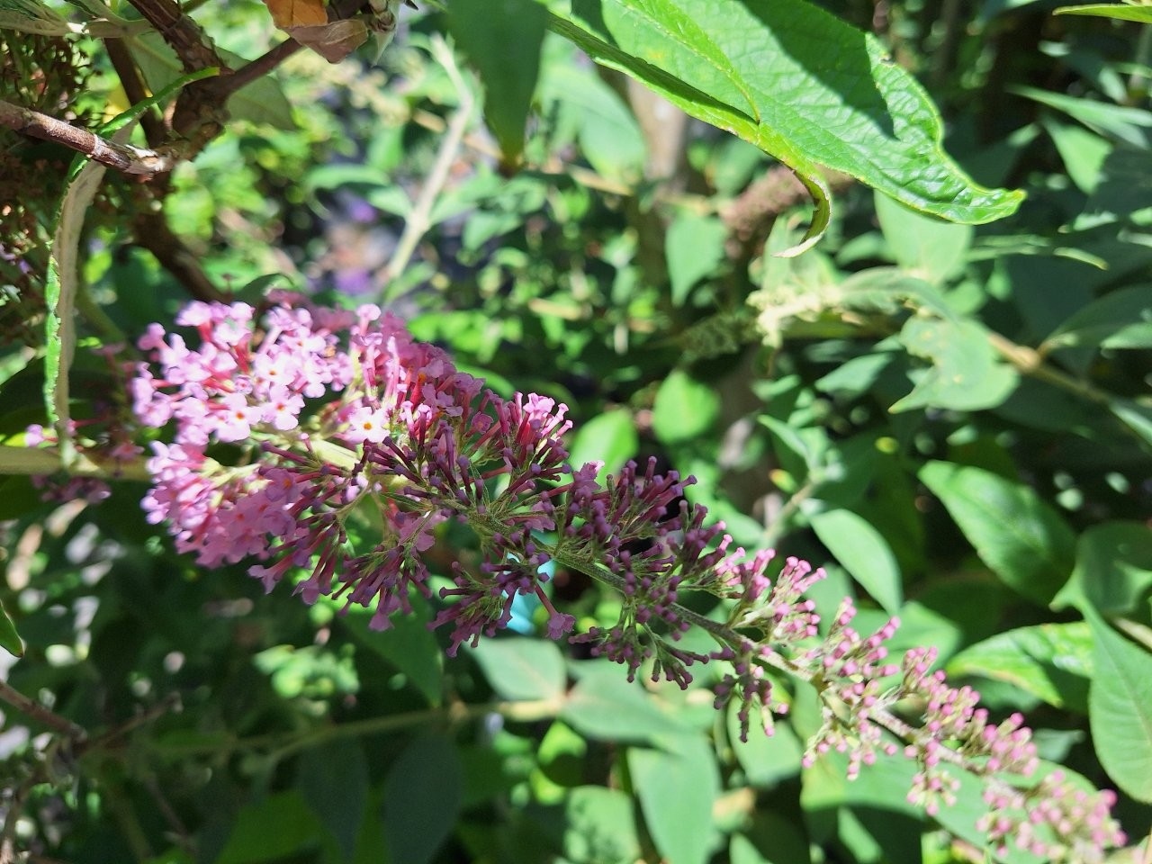 Buddleia davidii 'Pink Panther' -B2-