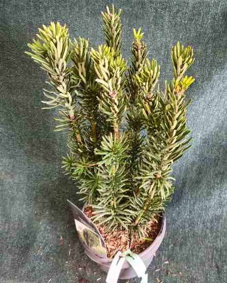 Cephalotaxus harringtonii 'Fastigiata' B2