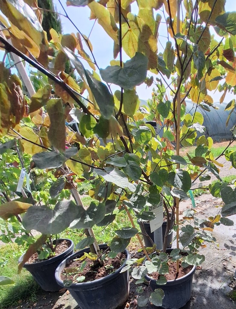 Cercis canadensis 'Merlot' -B1-