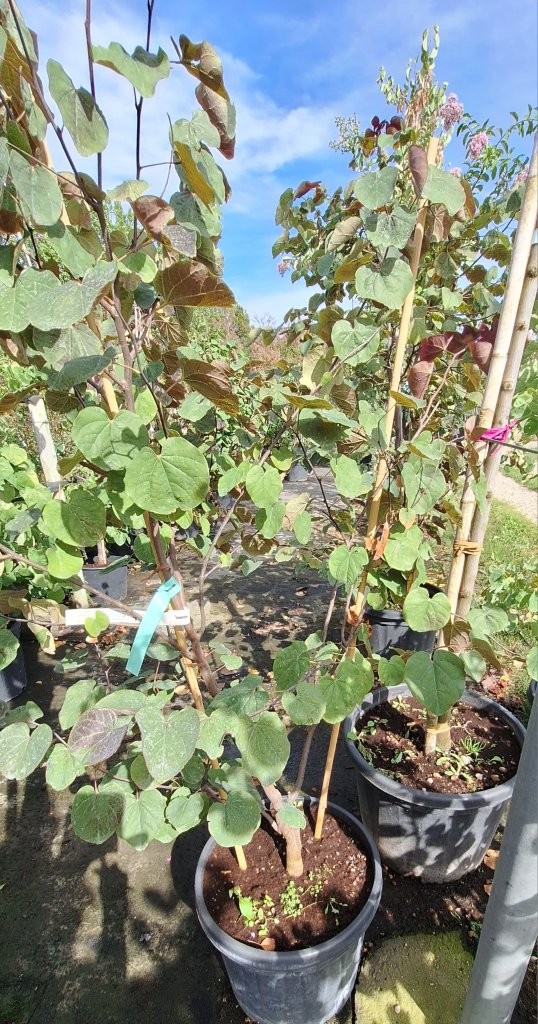 Cercis canadensis 'Merlot' -B2-