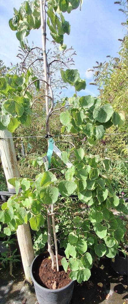 Cercis canadensis texensis 'Traveller‘ -B1-