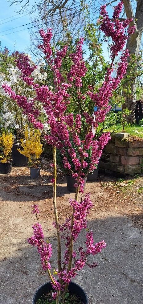 Cercis chinenensis 'Avondale' B1