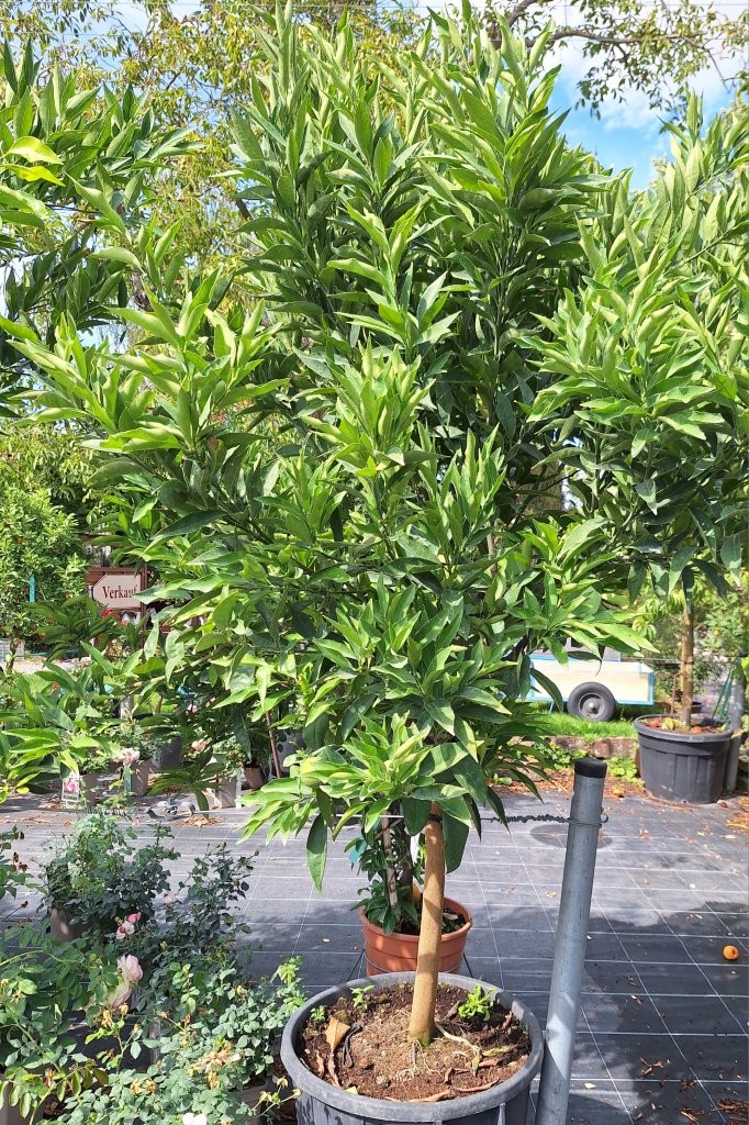 Citrus unshiu -B1- (3)