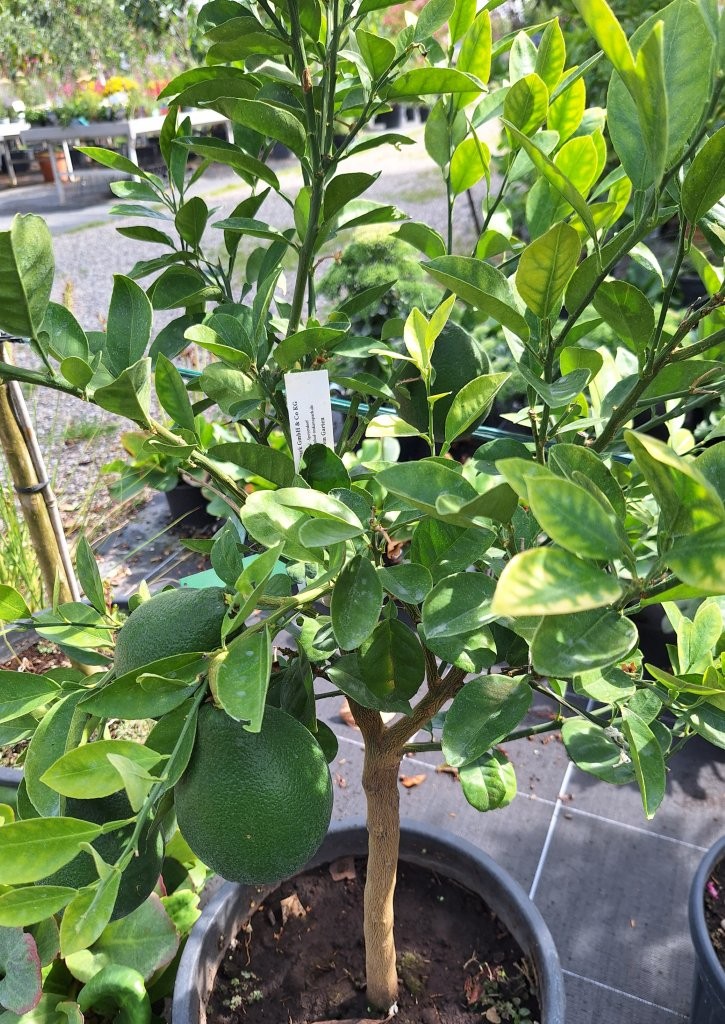 Citrus unshiu -B2- (2)