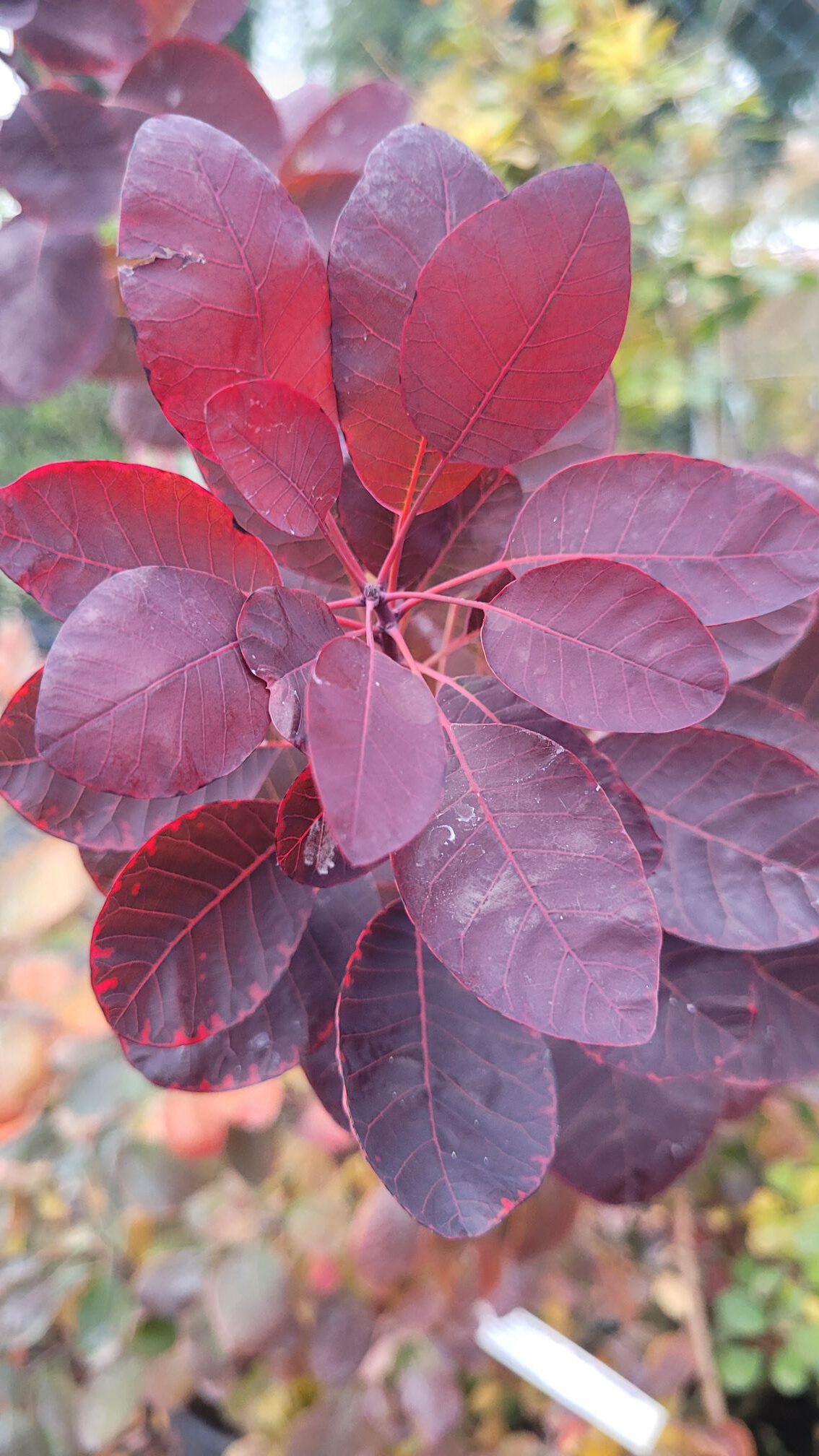 Cotinus coggygria ‚Royal Purple‘ – Roter Perückenstrauch