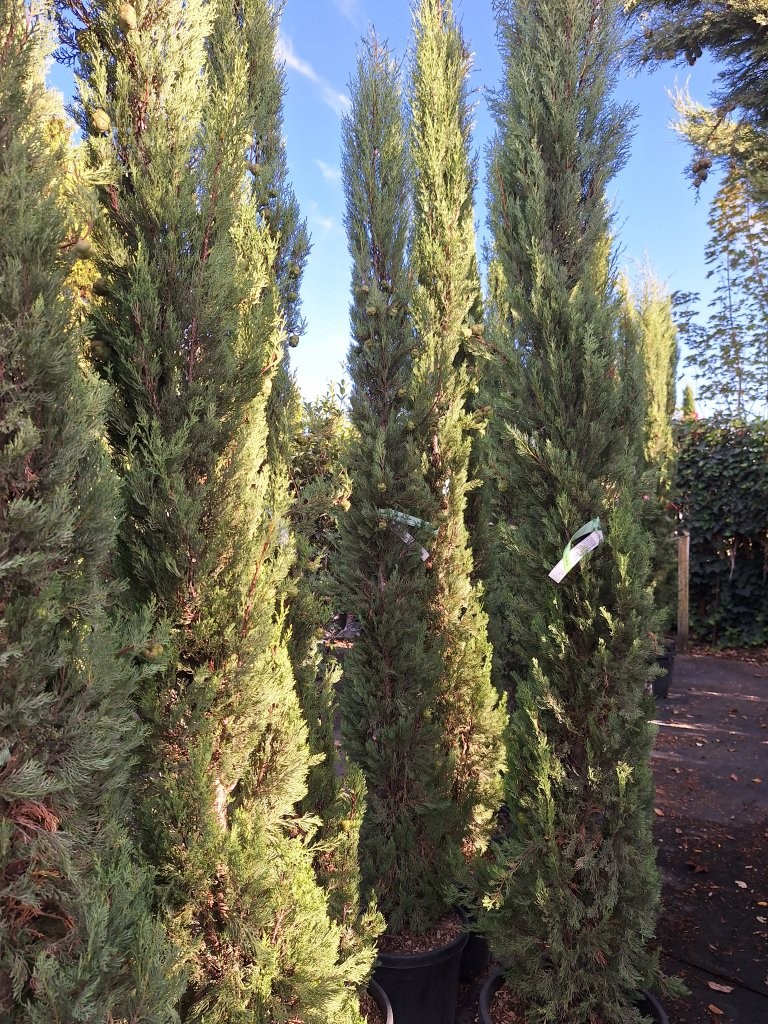 Cupressus sempervirens -B6-