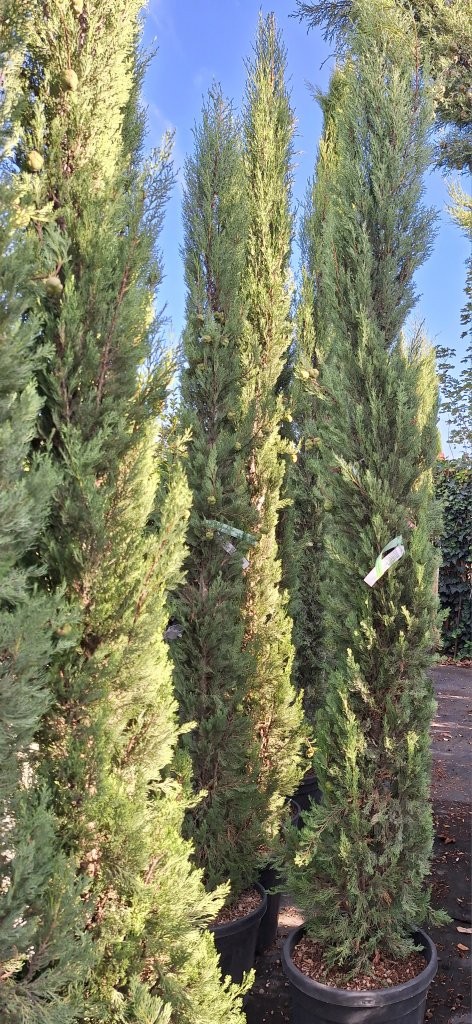 Cupressus sempervirens -B7-
