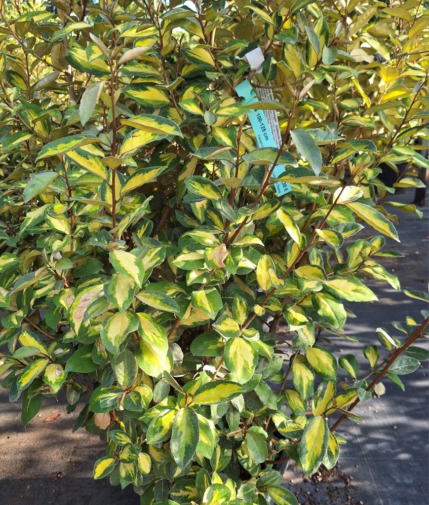 Elaeagnus ebbingei 'Limelight' -B1-