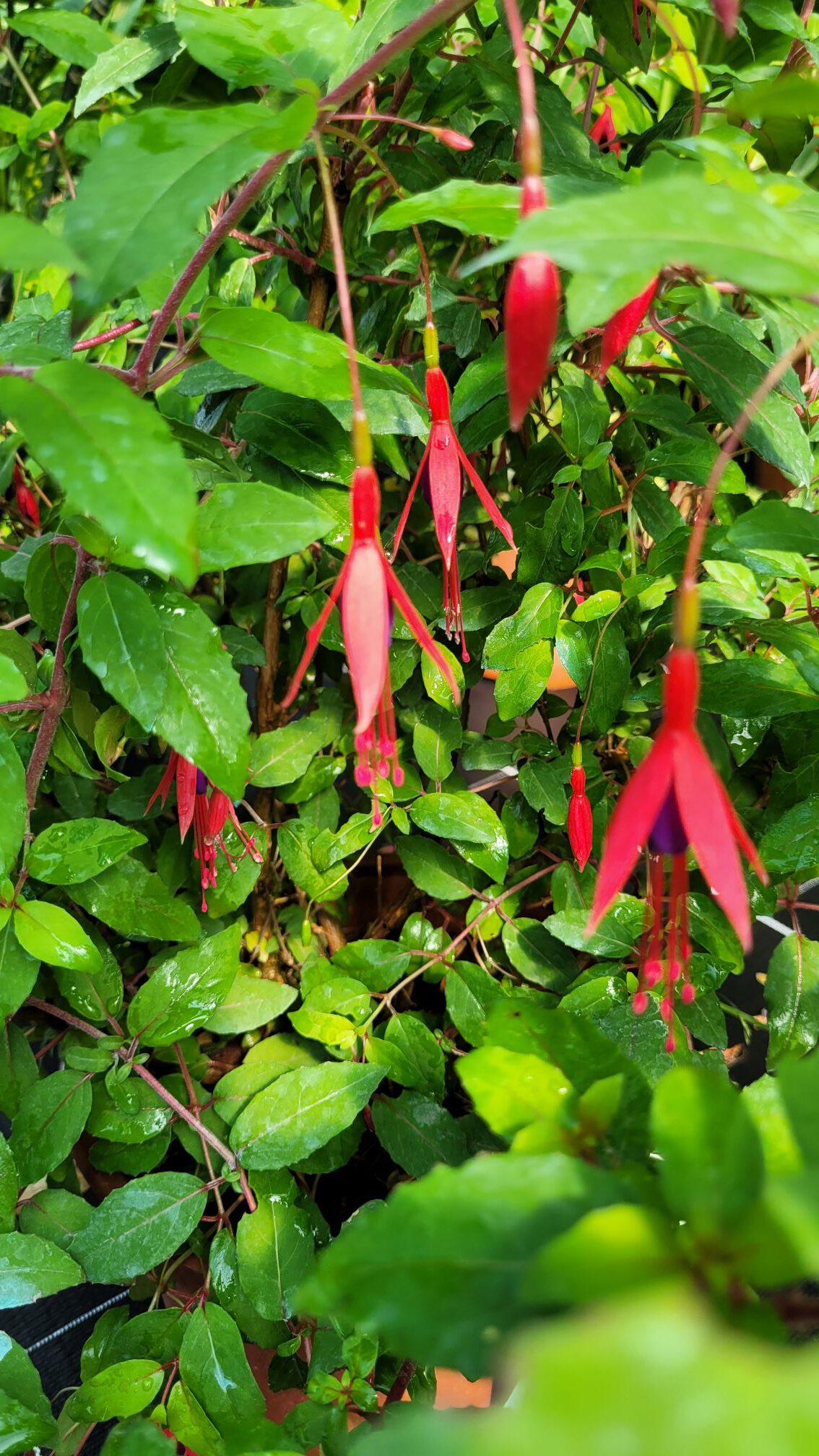 Fuchsia Magellanica `Riccartonii` Winterharte Scharlach Fuchsie