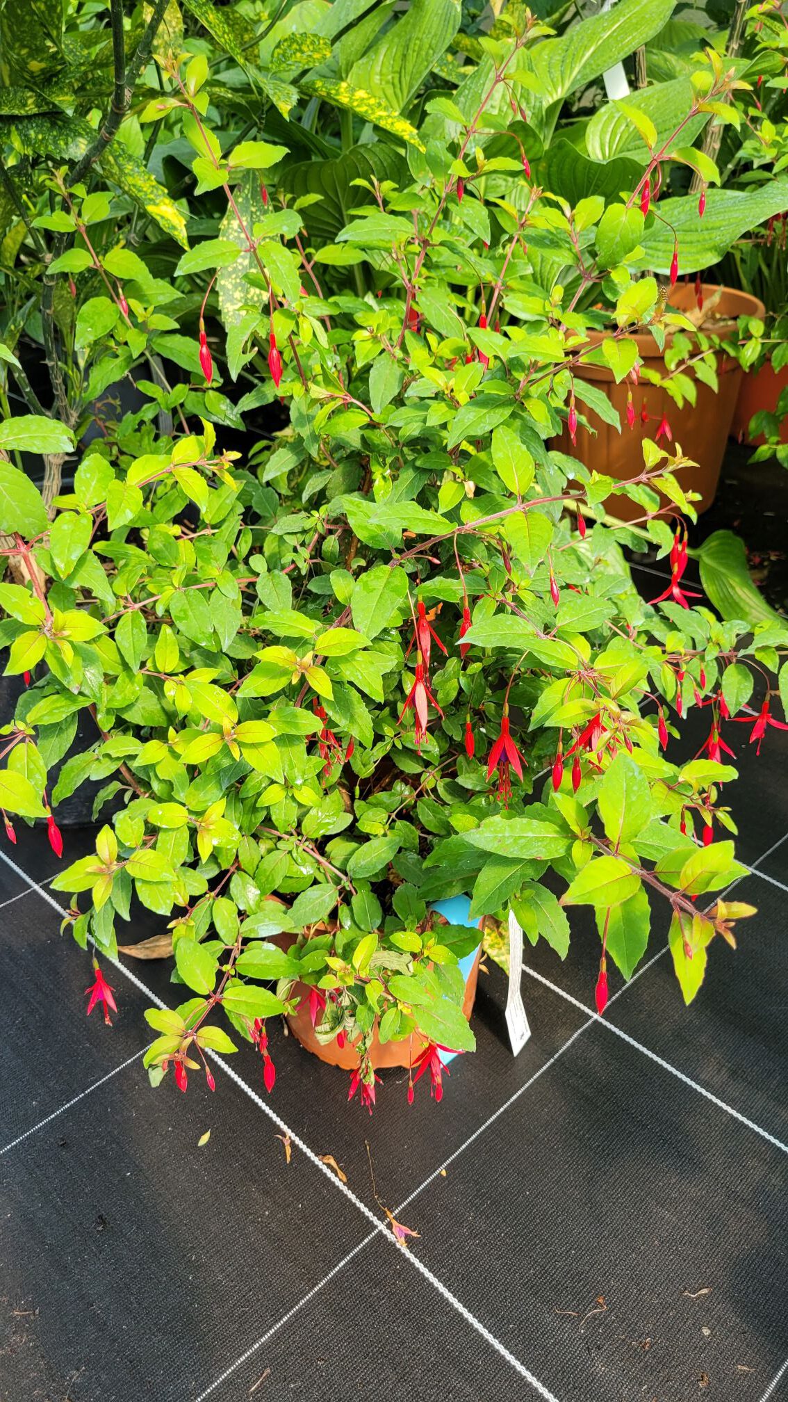 Fuchsia Magellanica `Riccartonii` Winterharte Scharlach Fuchsie2