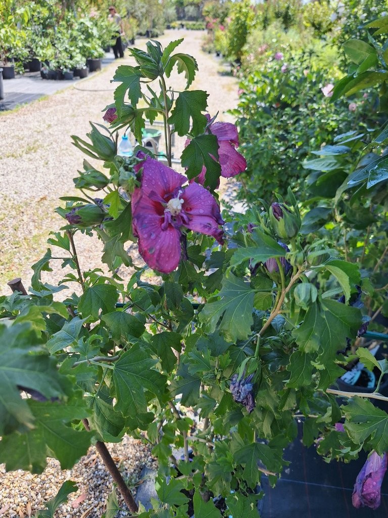 Hibiscus syriacus 'Lunar Rhapsody' -B1-