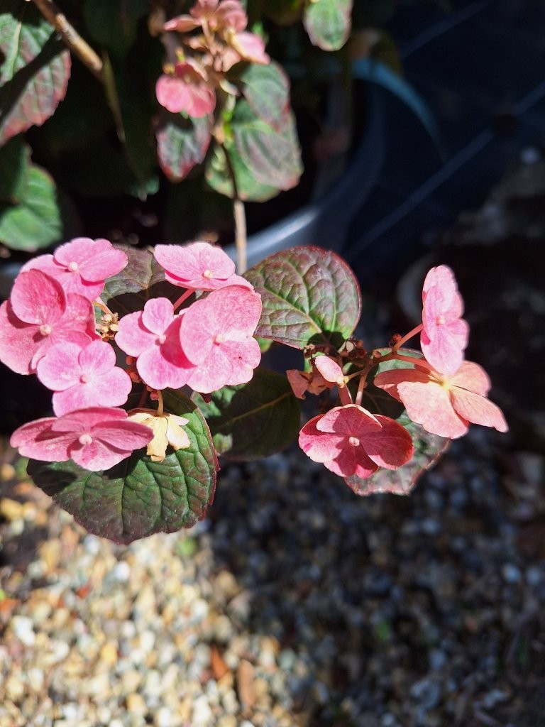 Hydrangea serrata 'Daredevil' -B1-
