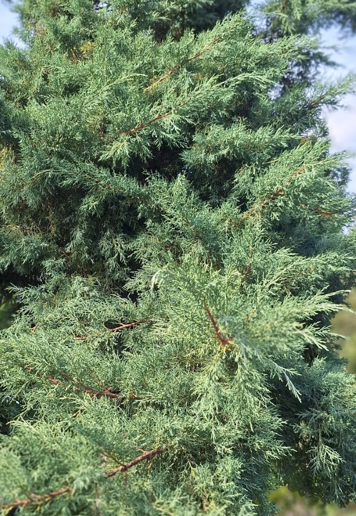 Juniperus cinensis 'Glauca Hetzii' -B2-