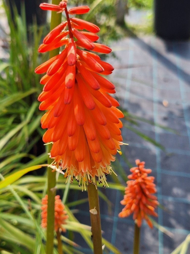 Kniphofia Hybride gelb-orange 'Tison de Satan' - B2 -
