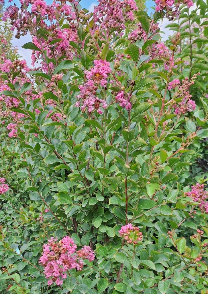 Lagerstroemia indica 'Petite Pink' -B2-