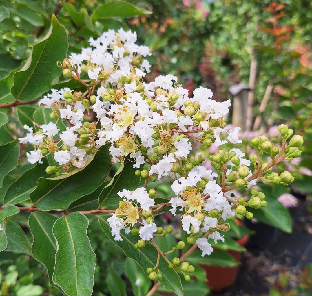 Lagerstroemia indica x fauriei 'Natchez' -B1-
