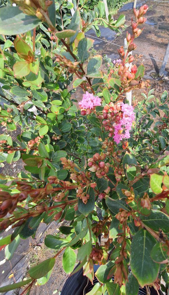 Lagestroemia indica `Nana Petite Pink ` - B1 -