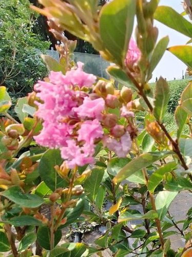 Lagestroemia indica `Nana Petite Pink` - B2 -