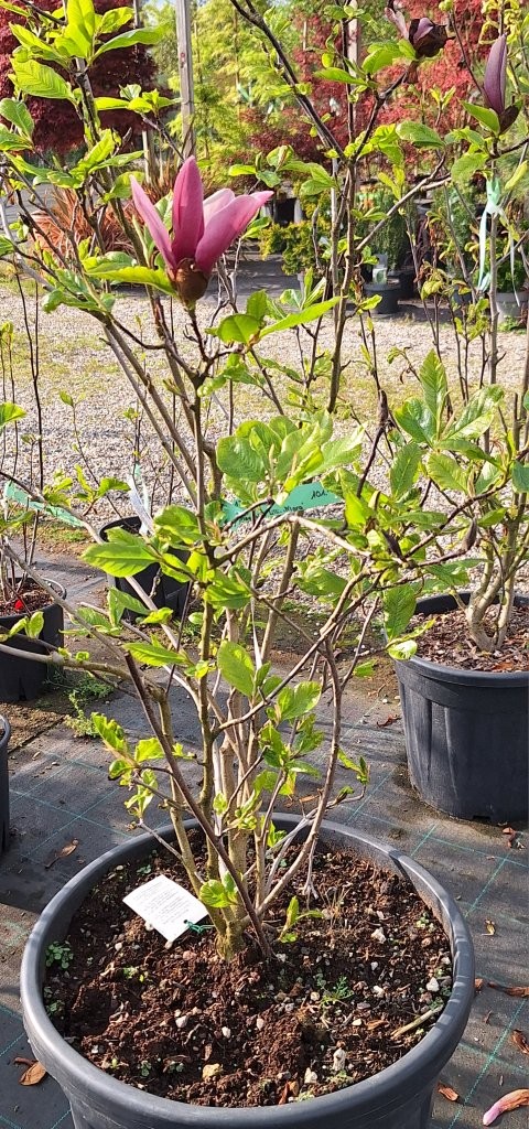 Magnolia soulangianan 'Lilli Nigra' -B1-