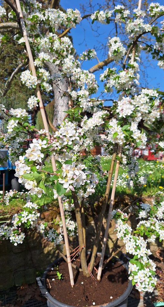 Malus 'Red Sentinel' -B1-
