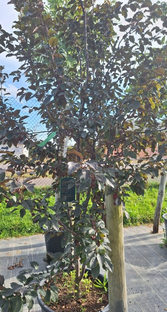Malus 'Veitch's Scarlet' -B1-