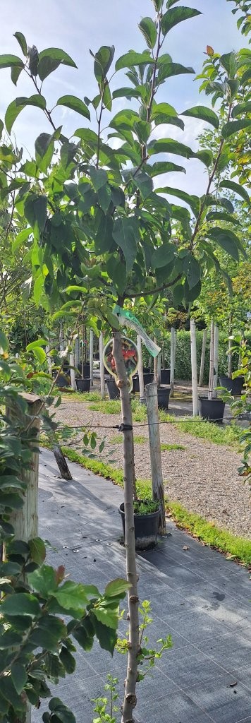 Malus 'White Angel' -B2-