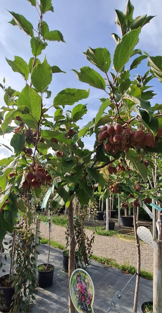Malus domestica 'Velvet Pillar' -B2-