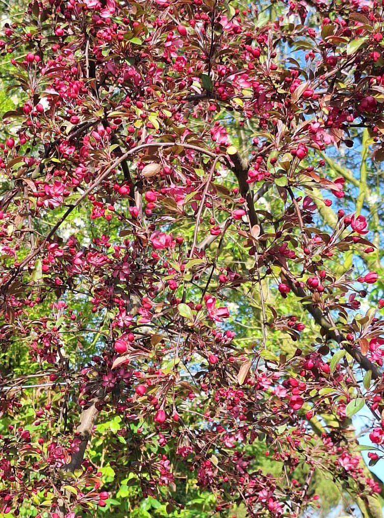 Malus toringo 'Freija' -B1-